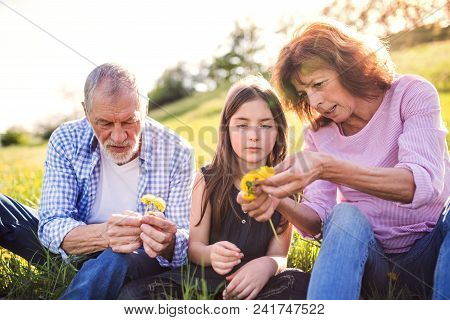 A Senior Couple With Grandaughter Outside In Spring Nature, Making A Dandelion Wreath.