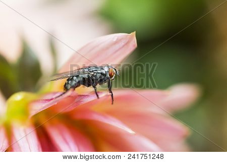 Gray Fly In Rain Drops Froze And Sits On Pink Flower
