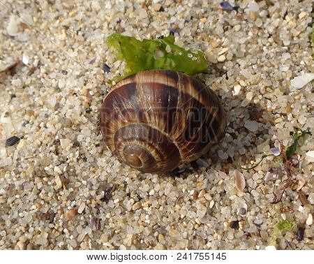 Brown Snail Shell Lies On The Coastal Sand Near A Piece Of Green Algae (macro)