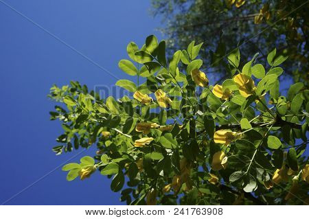 Yellow Acacia. Medical Plant Caragana Arborescens Peashrub With Beautiful Yellow Flowers In The Spri