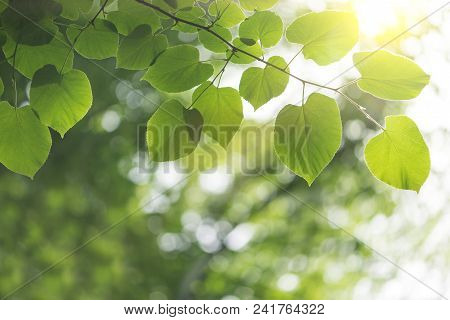 Spring Grass Background With Green Branches And Biautiful Bokeh
