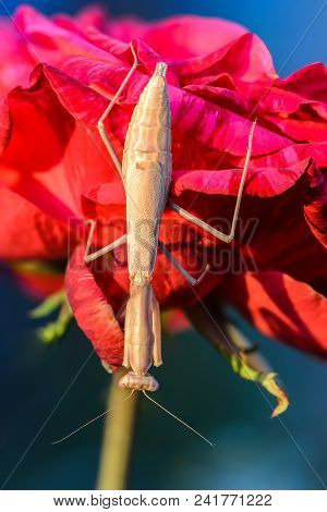 Mantis Iris Polystictica Sits On Red Rose