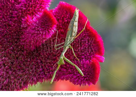 Green Mantis Sits On Flower Red Cockscomb
