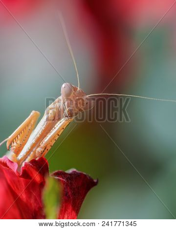 Portrait Of A Mantis Iris Polystictica