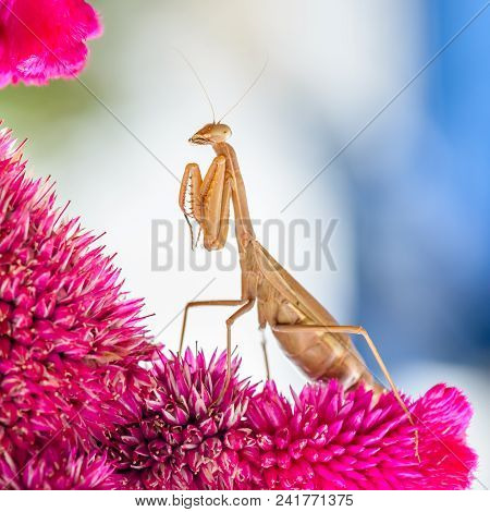 Yellow Mantis Sits On Red Flower Cockscomb