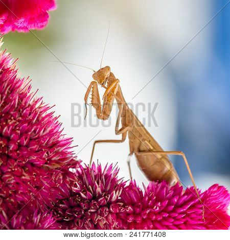 Yellow Mantis Sits On Red Flower Cockscomb
