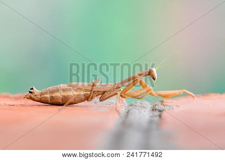 Yellow Mantis Crawls Along The Brickwork