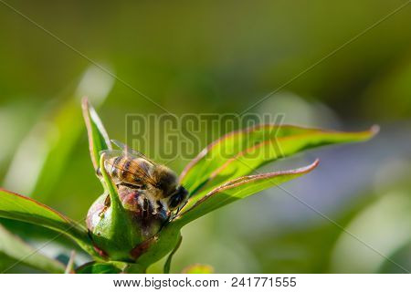 Bee Collects Nectar On Peony Bud