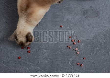 Young Color-point Thai Cat On Gray Background Eating Berries