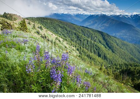 The View From Huricane Ridge, Washington, Usa