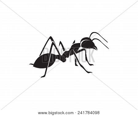 Ant Logo Template Vector Illustration Design