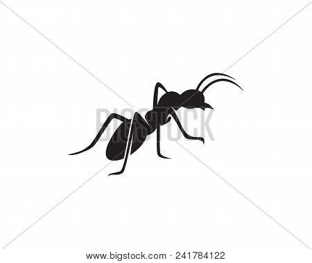 Ant Logo Template Vector Illustration Design