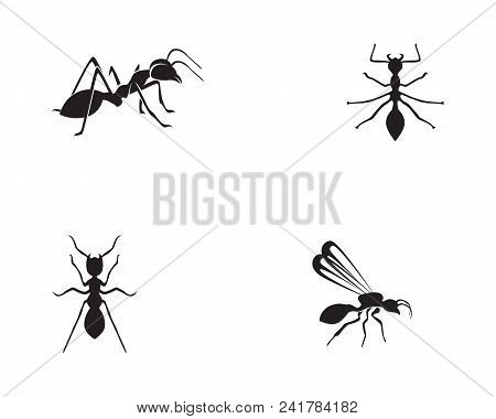 Ant Logo Template Vector Illustration Design