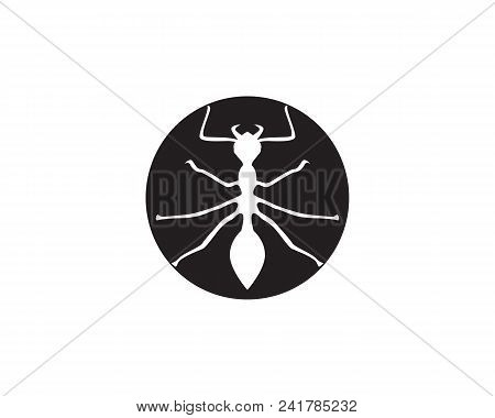Ant Logo Template Vector Illustration Design