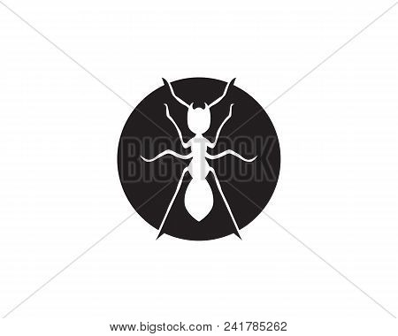 Ant Logo Template Vector Illustration Design