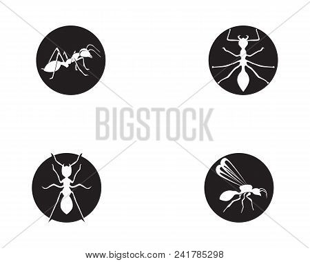 Ant Logo Template Vector Illustration Design