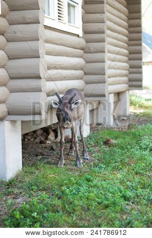 The Deer Standing Near Log House On The Ground