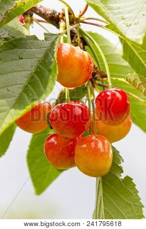 Cherry Tree With Ripe Cherries In The Garden. After The Rain. Healthy Food. Ripe Cherries Hanging On