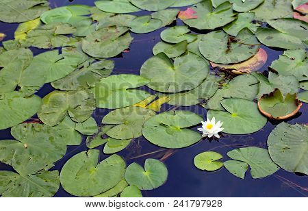 White Flower And Green  Leaves Of Water Lilies Floating Above The Lake