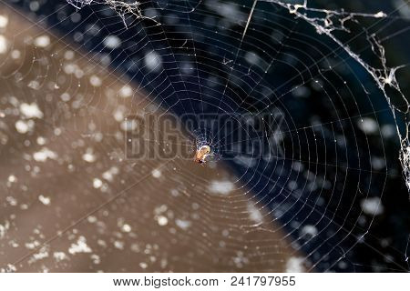 Motionless Spider Sits In The Center Of Thin Round Spider Web On Blur Background Closeup