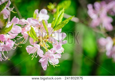 Soft Pink Rhododendrons Blooming, Rhododendron Close Up.