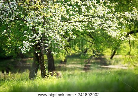 Spring Nature. Beautiful Natural Park.