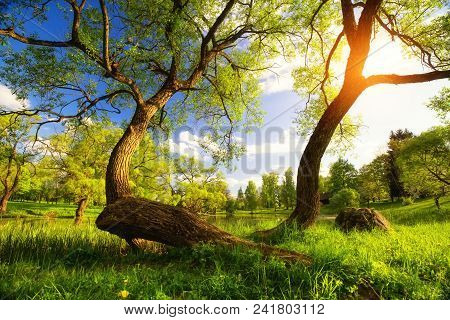 Summer Vibrant Landscape