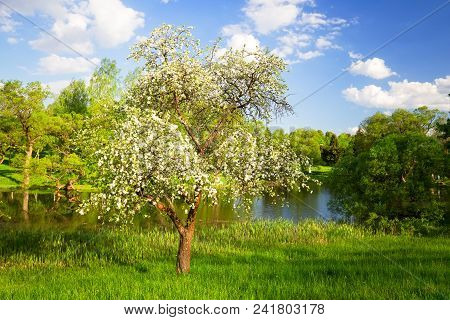 Blooming Cherry Tree On Lake Side In The Evening. Spring Nature.