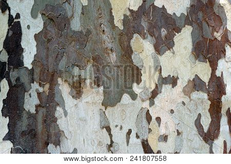 The Close-up Of The Bark Of A Plane Tree, Platanus Acerifolia.
