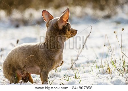 One Small Brown Long Pinscher Ratter Prazsky Puppy Purebreed Dog Walking On Snow During Winter Seaso