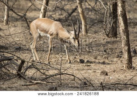 Male Indian Gazelle Or Chinkara That Walks Through A Bush Forest On A Winter Day