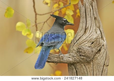 Steller's Jay (cyanocitta Stelleri) Sitting On A Tree