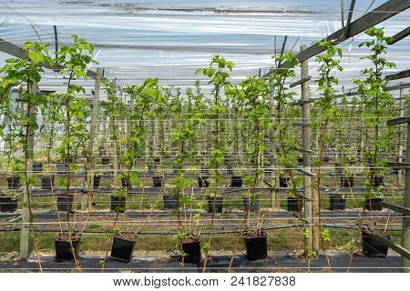 Indoor Bio Farming In Netherlands, Greenhouse With Rows Of Cultivated Black Currant Plants In Spring