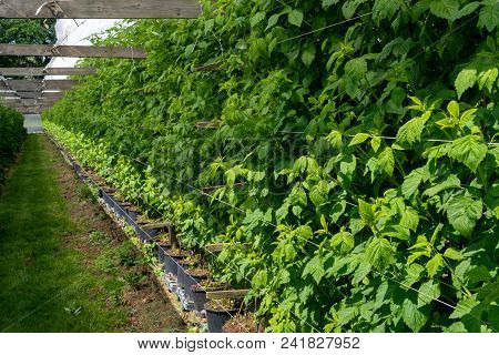 Indoor Bio Farming In Netherlands, Greenhouse With Rows Of Cultivated Raspberry Plants In Spring Sea