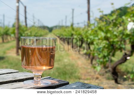 Dutch Winery, Rose Wine Tasting On Vineyard In Brabant On Outside Terrace
