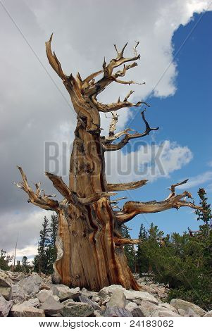 สน bristlecone