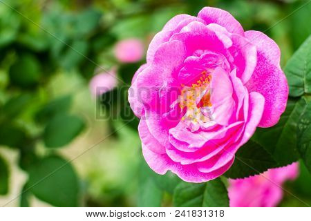 Beautiful Purple Wild Rose Flower In Garden.