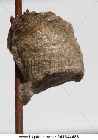 A Close Up View Of A Single Light Brown Praying Mantis Nest. This Is A Side View Of The Egg Case On 