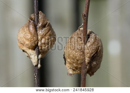 Close Up View Of The Back Side Of Two Praying Mantis Nests On Different Colored Twigs. The Nests Are