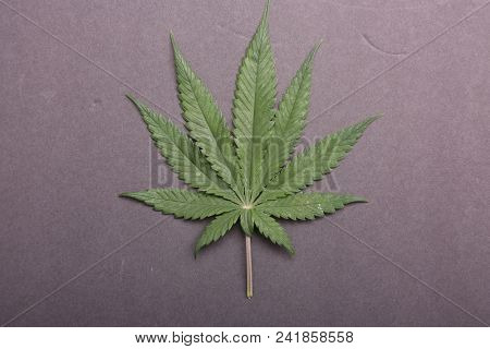 Marijuana Leaf. Marijuana Leaf isolated on black background. Nine Finger Female Marijuana Leaf isolated