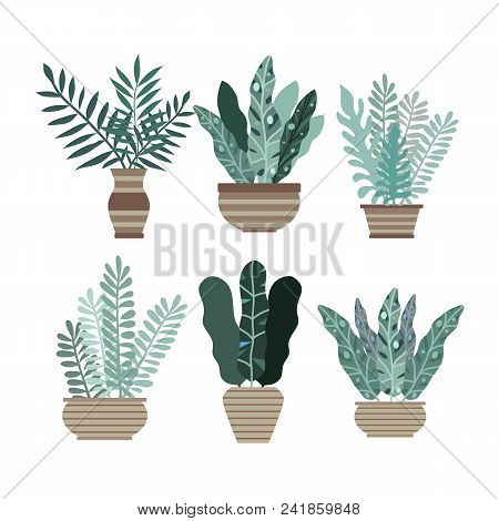 Home Room And Office Plants In Pots. Cactus And Tropical Leaves. Cute  Vector Elements In Flat Carto