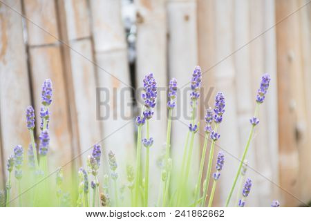 Soft Focus Lavender Flower Blossoms And Growing In Pot, Plant In Summer Garden With Background Blurr