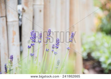 Soft Focus Lavender Flower Blossoms And Growing In Pot, Plant In Summer Garden With Background Blurr