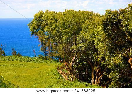 Lush Green Field Besides A Tropical Forest Overlooking The Pacific Ocean Taken At Pololu Valley In T
