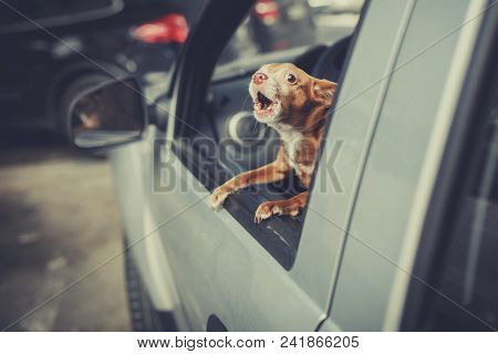 Little Dog Looking Out The Car Window At Parking Area And Barking, Vintage Filter Effect