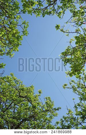 Looking Through The Tree Canopy To The Blue Sky Beyond - Creating A Natural Border Using Tree Tops A