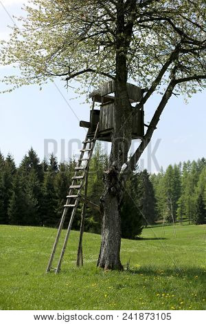 Wooden Hunting Lodge On The Big Tree Of Cherries In Spring
