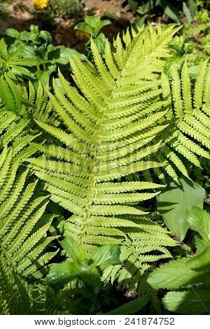 Fern. Green Plant. Season. Flower. For Design.