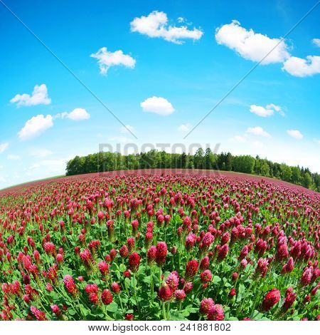 Field of flowering crimson clovers (Trifolium incarnatum) in spring rural landscape. Fisheye shot.