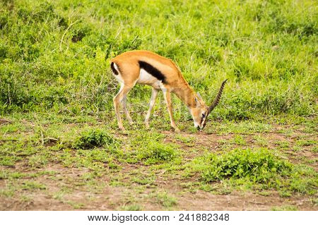 Thomson Gazelle Grazing In The Savannah Of Ambosseli Park In Kenya